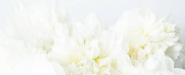 istock White peonies close-up with water drops, delicate flowers. Fresh peony bloom 2199672265
