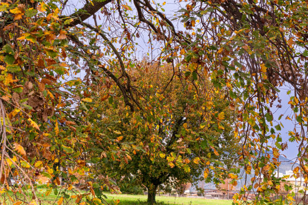 Trees with bright red and yellow  leaves in a city park. Rainy cloudy weather.