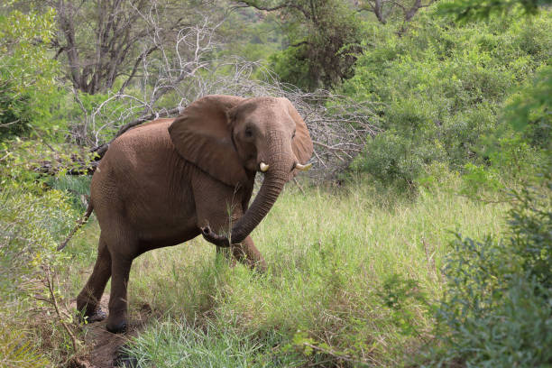 istock Afrikanischer Elefant / African elephant / Loxodonta africana 2199673909