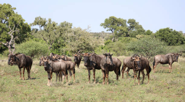 istock Streifengnu / Blue wildebeest / Connochaetes taurinus 2199675296