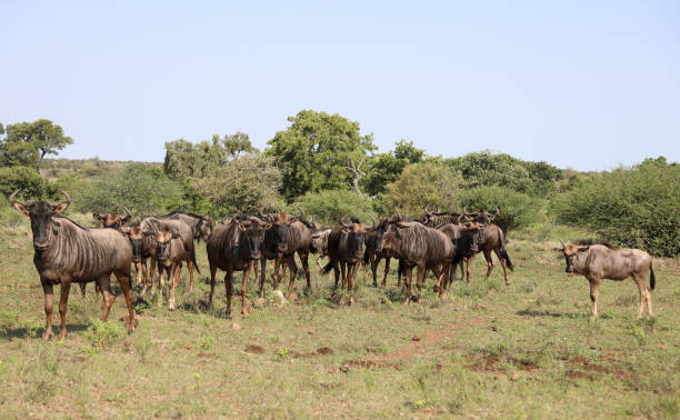 istock Streifengnu / Blue wildebeest / Connochaetes taurinus 2199675398