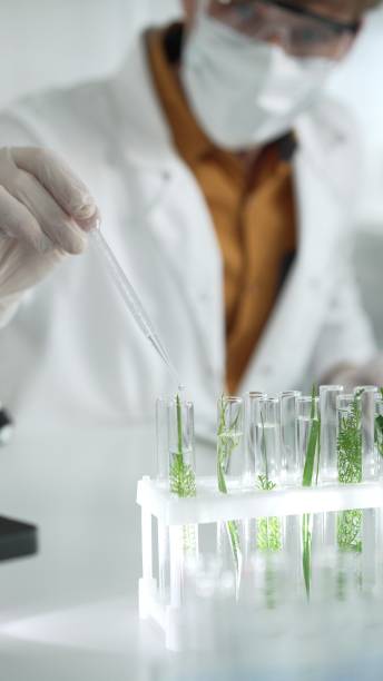 istock Man scientist wearing a lab coat, white protective gloves and face mask is dripping liquid into test tubes containing herbs for analysis in a laboratory, close up. Science and medicine concepts 2199679942
