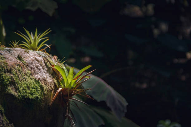 Bromelia Epiphyte in the Manu National Park, Peru