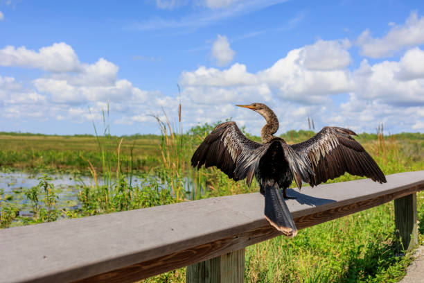 Anhinga - profile, rear view