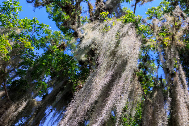 Spanish moss hanging from a tree in Everglades National Park