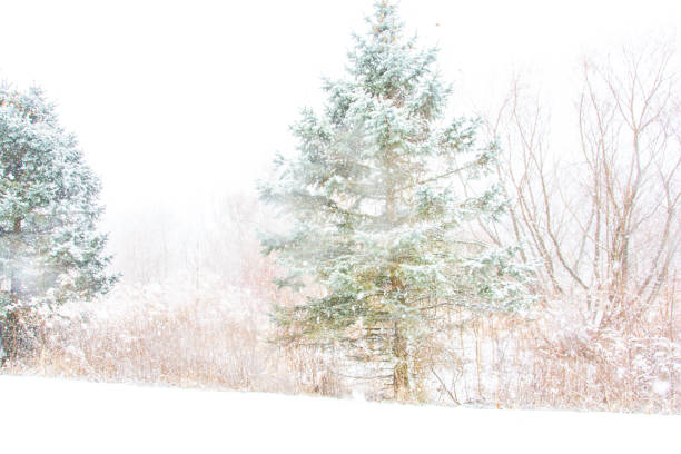 The image shows a close-up of a pine tree branch covered in snow. The branch is covered with a thick layer of snow, and in the foreground you can see the needles of the tree. The background is blurry, but it looks like a snow-covered landscape with rocks and trees in the distance. The snow is deep and untouched, creating a peaceful and serene atmosphere. The image was taken from a low angle, on top of a branch and snow.