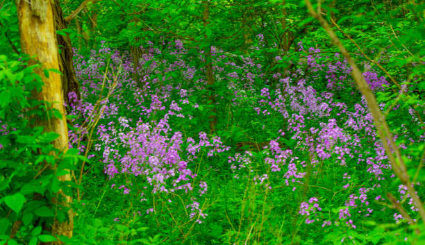 istock Wildflowers along a woods edge-Howard County, Indiana 2199684041