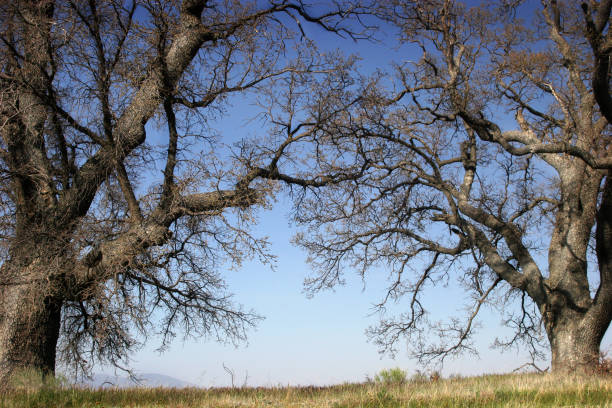 Trees in the northern Kruger National Park.
