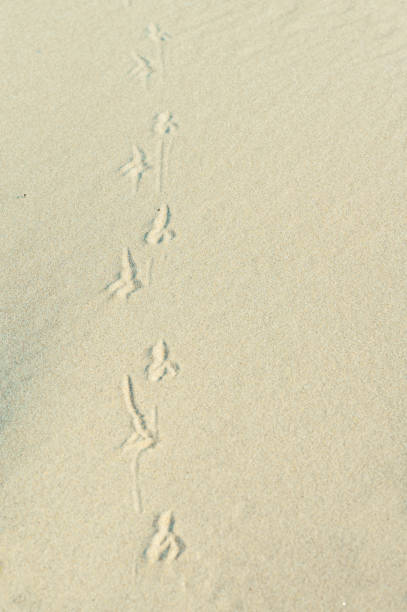 bird tracks in the sand