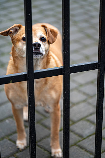 istock dog with sad eyes behind the fence 2199686168