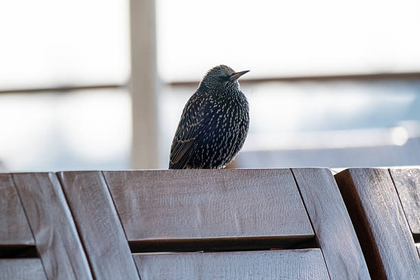 istock Wren on wooden seat on ship at sunset 2199686858