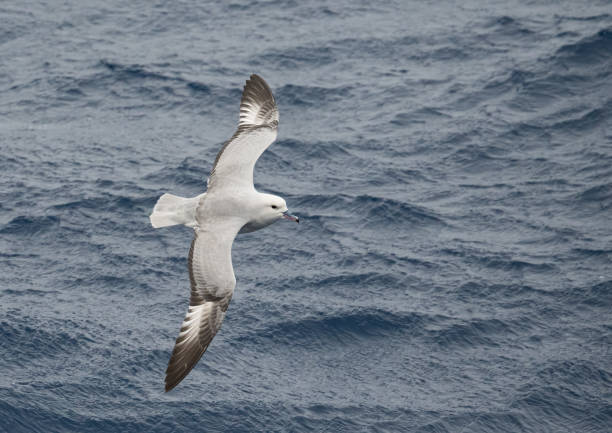 A southern fulmar visits an expedition ship far out at sea between the Falkland Islands and South Georgia Island. These large petrels have a wingspan of nearly 4 feet and can glide effortlessly for long periods, rarely coming ashore except for breeding.