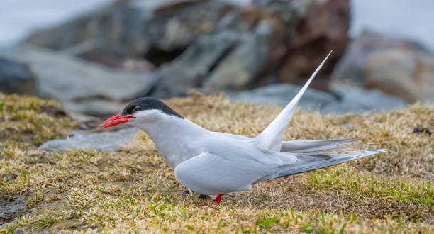 istock Antarctic tern, South Georgia Island 2199688624