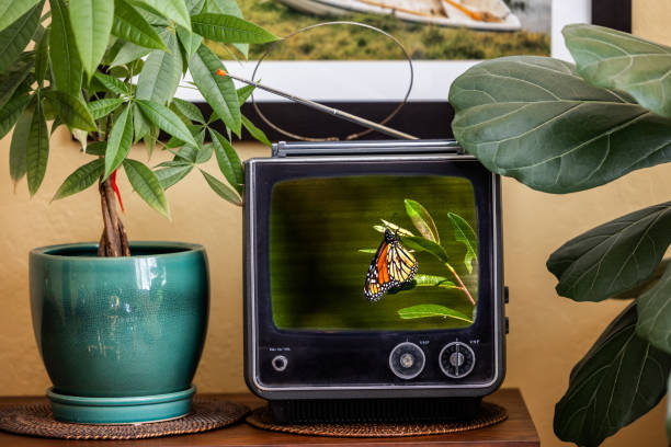 Home interior with a retro tube television, displaying a video of a Monarch Butterfly.