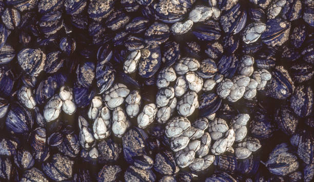 Pollicipes polymerus, commonly known as the gooseneck barnacle or leaf barnacle, is a species of stalked barnacle. It is found, often in great numbers, on rocky shores on the Pacific coasts of North America. Salt Point State Park; Sonoma County; California. pollicipes polymerus, commonly known as the gooseneck barnacle or leaf barnacle, is a species of stalked barnacle. it is found, often in great numbers, on rocky shores on the pacific coasts of north america. salt point state park; sonoma county; californi