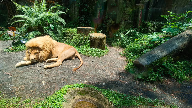 istock s lions sleep in an artificial forest area 2199690657