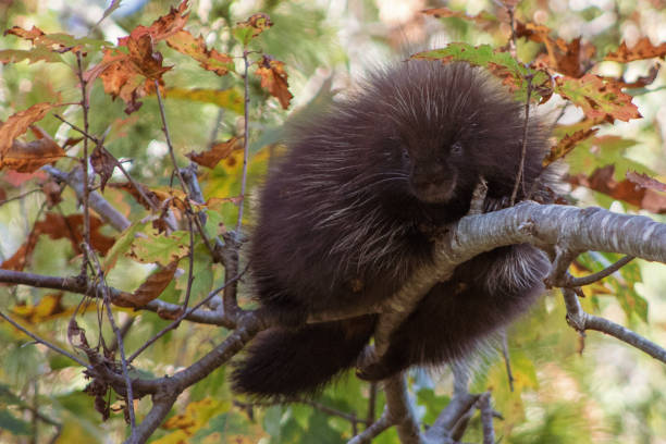 istock Cute Porcupine on Tree Branch 2199692945