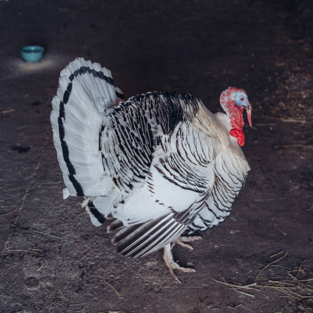 Royal Palm Turkey with Feathers Up