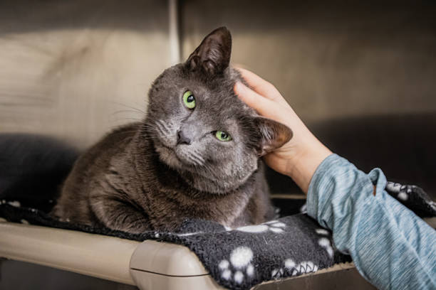 istock Shelter Cat gets attention from young volunteer 2199696296
