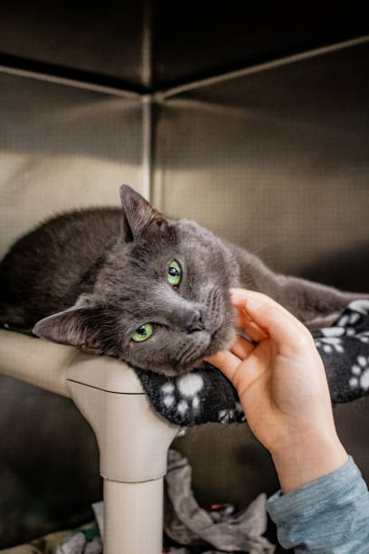 istock Shelter Cat gets attention from young volunteer 2199696309