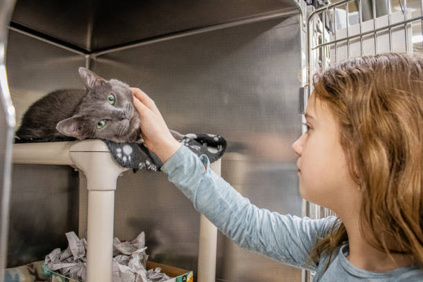 istock Shelter Cat gets attention from young volunteer 2199696314