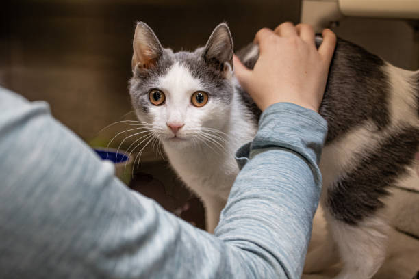 istock Shelter Cat gets attention from young volunteer 2199696319