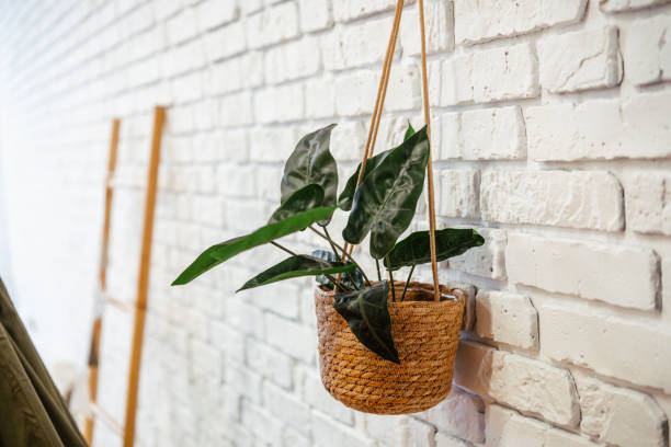 istock Indoor plant in a woven basket hanging on a white brick wall 2199700035