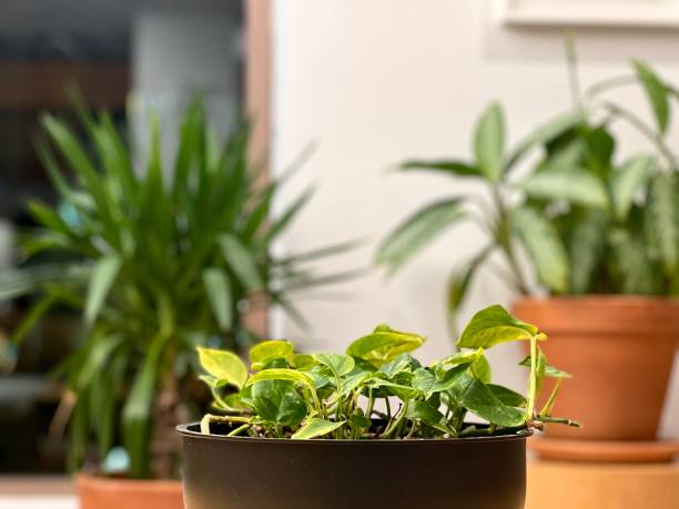 istock Flowers in pots standing the office space. 2199702322