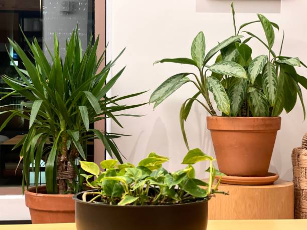istock Flowers in pots standing the office space. 2199702381