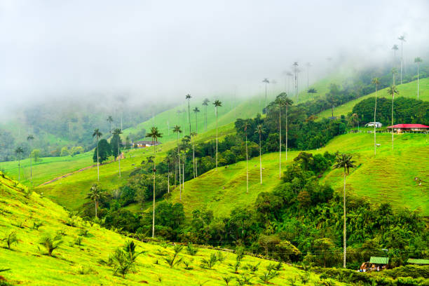istock Giant wax palms in Cocora Valley, Quindio, Colombia 2199714167