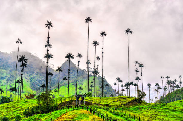 istock Giant wax palms in Cocora Valley, Quindio, Colombia 2199714239