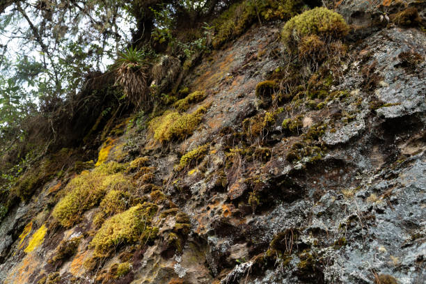 istock Shot of Moss on stone wall 2199720157
