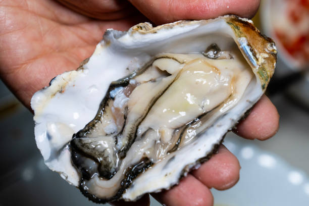 istock raw oyster on the hand 2199722612