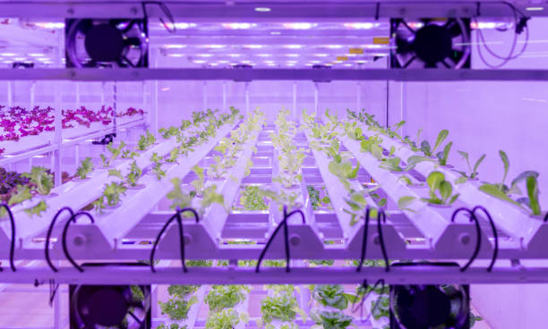 istock Indoor farm system raised plants on shelves growth with led light 2199723281
