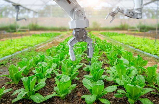 istock Robotic arm harvest lettuce in farm 2199723283