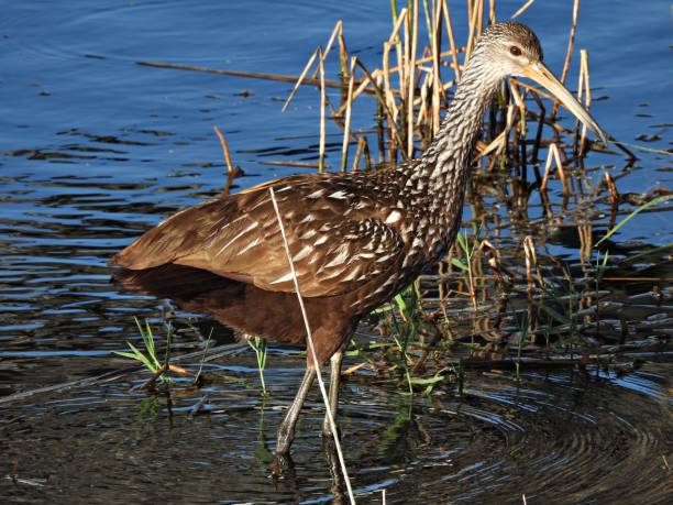 istock Limpkin (Aramus guarauna) -  walking in a lake 2199725125
