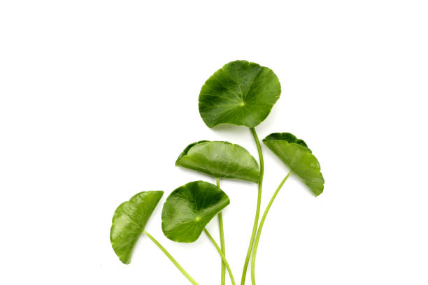 istock Fresh centella asiatica leaves. Gotu kola herb plant 2199730355