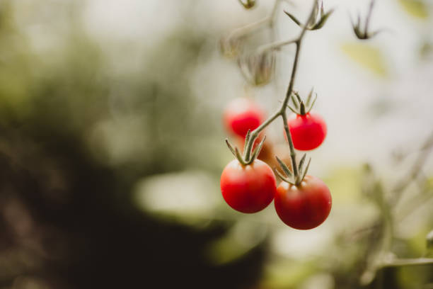 Group of cherry tomatoes growing with blurred background