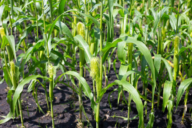 New Corn Tree 2,400+ New Corn Plant Stock Photos, Pictures & Royalty-Free Images - iStock