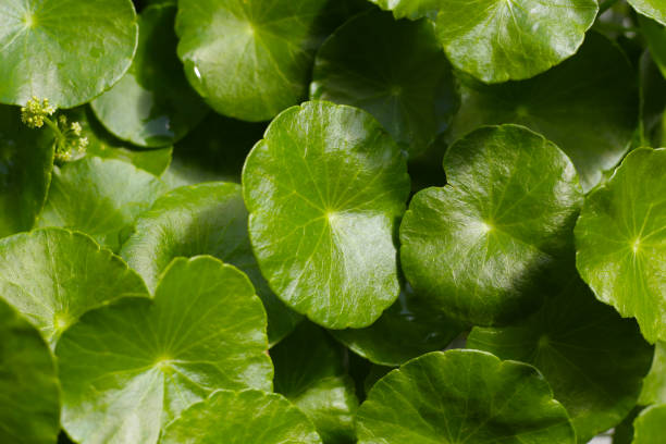 istock Fresh centella asiatica leaves. Gotu kola herb plant 2199731100