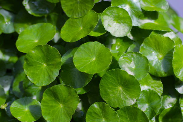 istock Fresh centella asiatica leaves. Gotu kola herb plant 2199731194