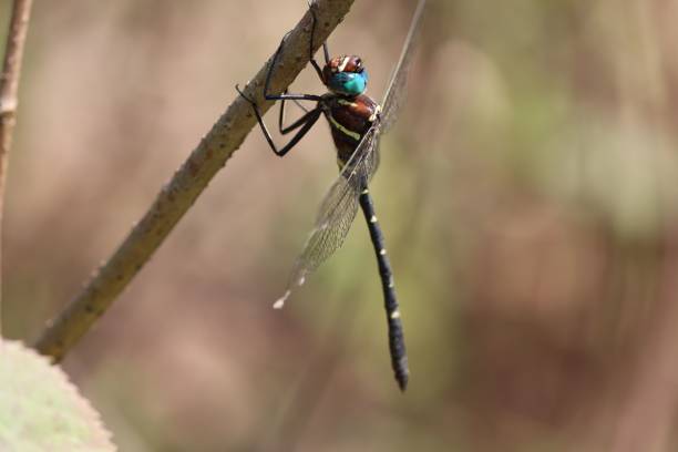 istock Dragonfly close-up on a branch 2199731405