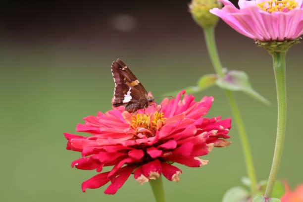 Moth on zinnia