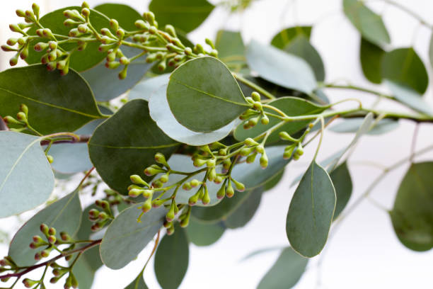 istock Eucalyptus leaves on white background. Green leaf branches. 2199731531