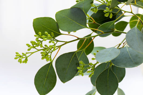 Eucalyptus leaves on white background. Green leaf branches.