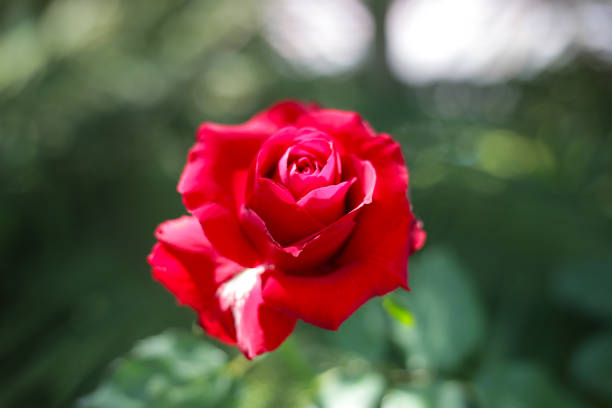 Beautiful rose flower in the garden