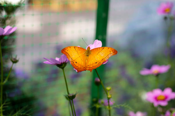 A beautiful butterfly in the garden