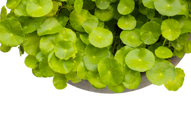 istock Centella asiatica (gotu kola). Fresh green leaves herb background. 2199733048