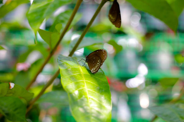 istock A beautiful butterfly in the garden 2199733053