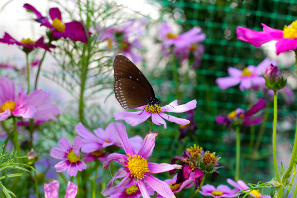 A beautiful butterfly in the garden